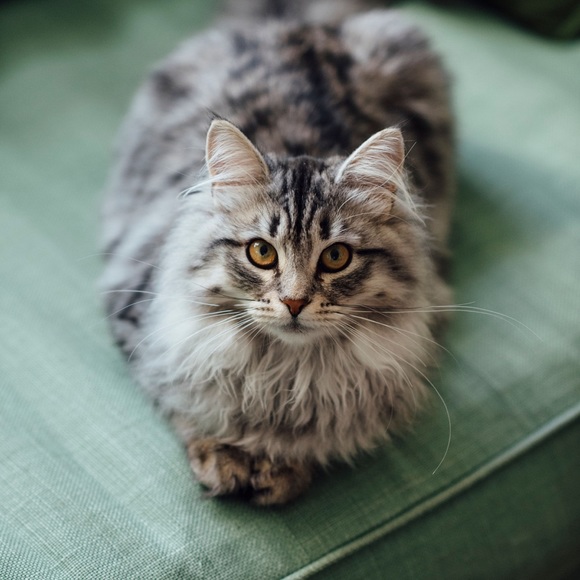 Meet your Posher, Sherry - Picture 1 of 1